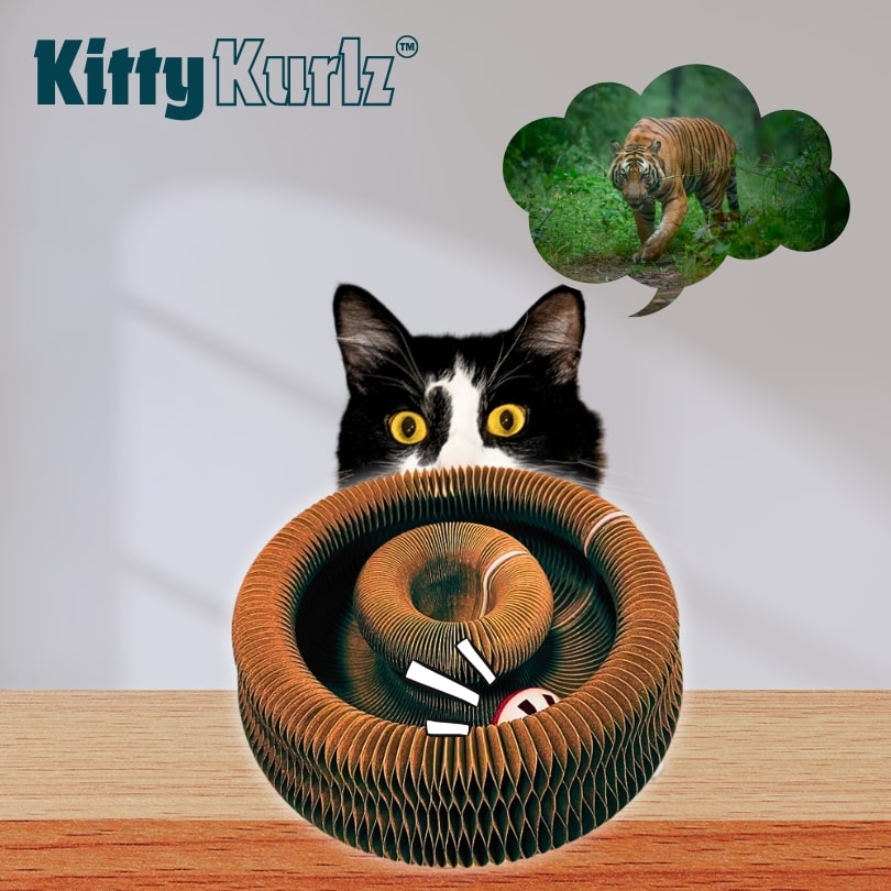 https://cdn.shopify.com/s/files/1/0592/0194/5677/files/New_Kitty_Kurlz_images-min.jpg?v=1750919198